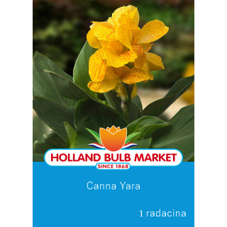 Canna indica Yara