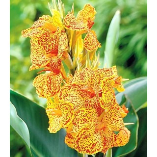 Canna indica En Avant (1 bulb)