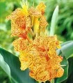 Canna indica En Avant (1 bulb)