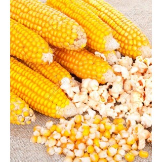 Seminte Porumb de Popcorn, 1000 seminte