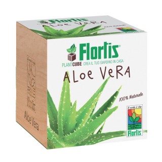Recipient plantare aloe vera, ecologic