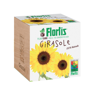 Recipient plantare floarea soarelui, ecologic