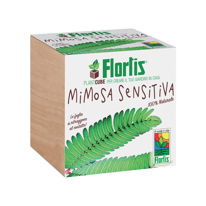 Recipient plantare mimosa pudica, ecologic