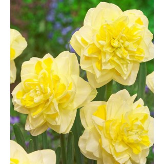 Sweet Pomponette, 5 bulbi