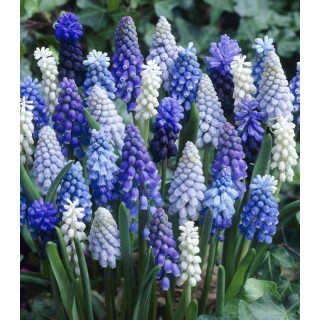 Muscari Mix, 30 bulbi