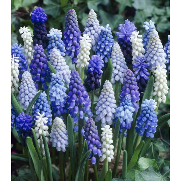 Muscari Mix, 30 bulbi
