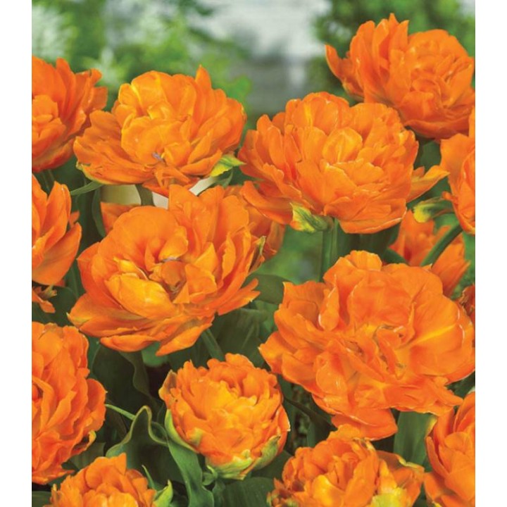 Bulbi Lalele Monte Orange, 5 bulbi