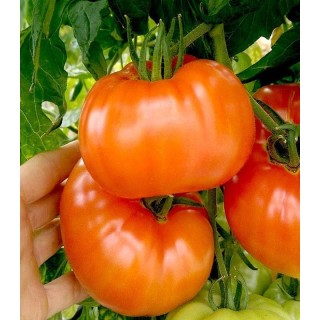 Tomate Heinz 1350, 10 grame