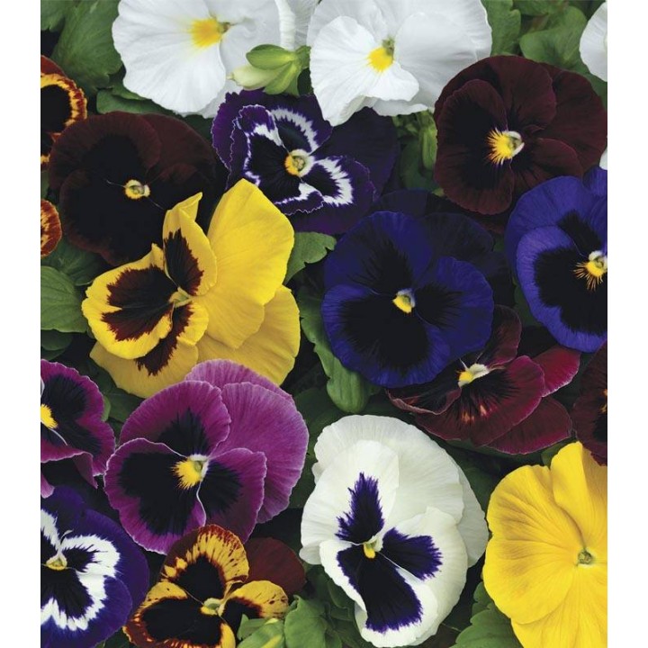 Panselute Mammoth Mix F1 (Primed), 1000 seminte