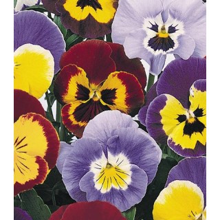 Panselute Joker Mix F2, 1000 seminte