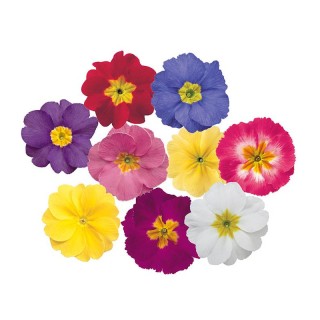 Primula polyantha SuperNova Mix F1, 1000 sem