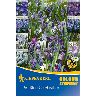 Mix bulbi toamna, Celebration Blue - 60 bulbi