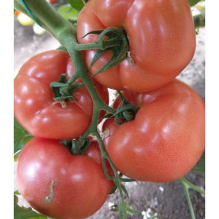 Seminte de tomate Loara F1, 250 seminte