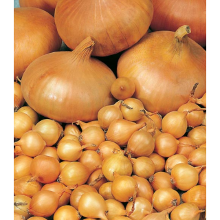 Arpagic Shakespeare, 1 KG