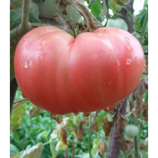 Seminte de tomate Rozov Magia (Magie Roz), 0.2 grame