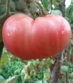 Seminte de tomate Rozov Magia (Magie Roz), 0.2 grame