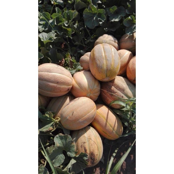 Seminte de pepene galben Pobeditel (Castigator) F1, 5 grame