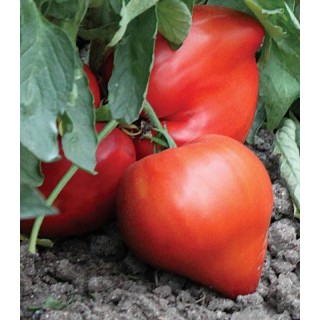 Seminte de tomate Momini Salzi, 0,2 grame