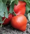 Seminte de tomate Momini Salzi, 0,2 grame