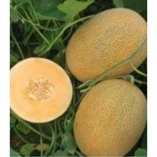 Seminte de pepene galben Kemer Orange, hibrid ananas cu miez oranj