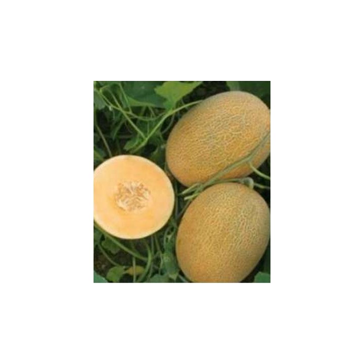 Seminte de pepene galben Kemer Orange, hibrid ananas cu miez oranj