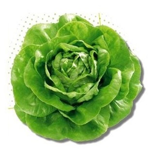 Seminte profesionale de salata Centore, Syngenta