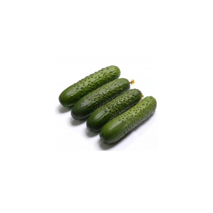 Seminte de castraveti Spino F1, 500 seminte