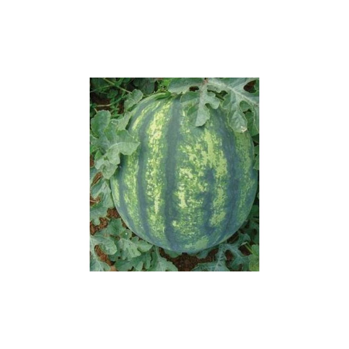 Seminte de pepene verde Seker F1