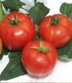 Seminte de tomate Kalina F1, Geosem