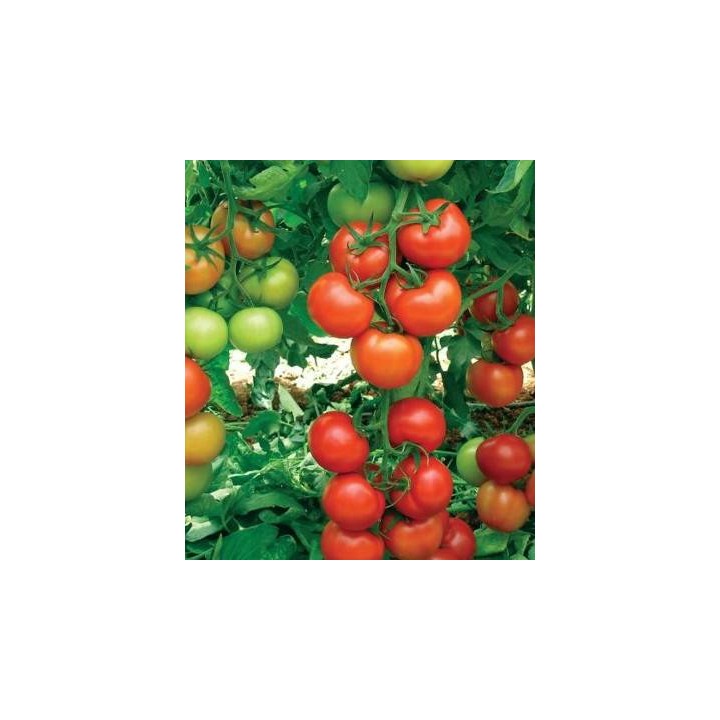 Seminte profesionale de tomate Antalya F1, Yuksel