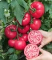 Seminte de tomate Manistella F1, 500 seminte