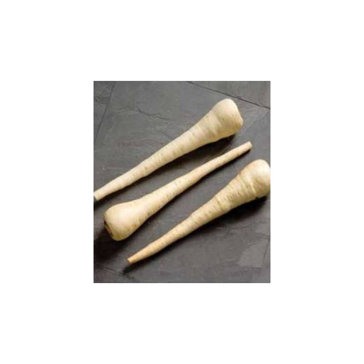 Seminte de pastarnac White Spear, 100.000 seminte