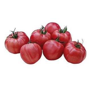 Tomate Pink Wonder F1