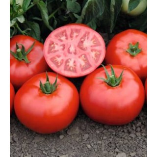 Seminte de tomate Tomsk F1, 1000 seminte