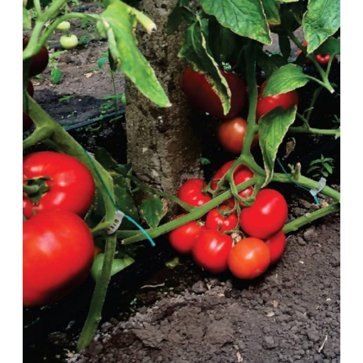Seminte tomate Oltena F1