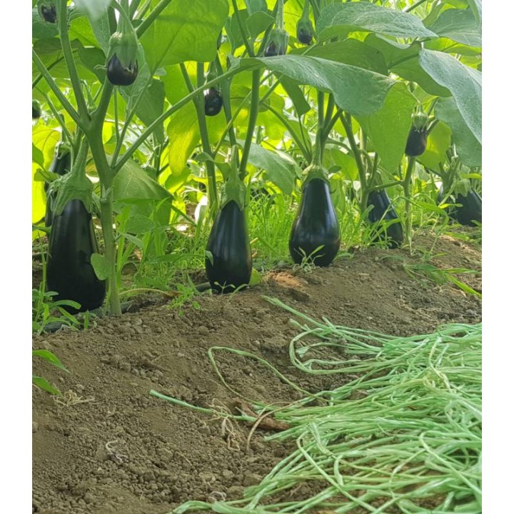 Seminte de vinete Canna F1