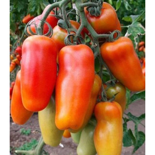 Seminte de tomate Portento F1, 100 seminte