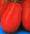Seminte de tomate Missouri, rosii de camp, prunisoare
