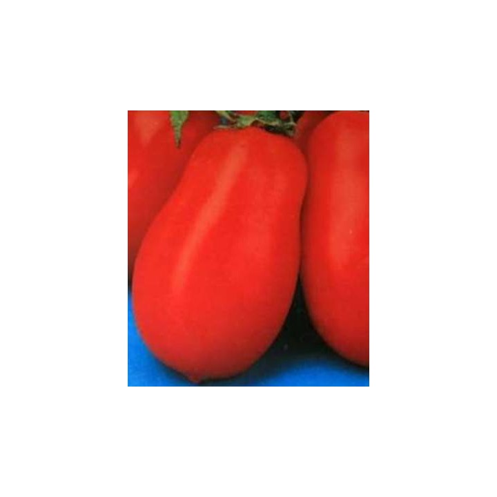 Seminte de tomate Missouri, rosii de camp, prunisoare