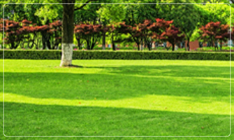 ALVEOLE PROFESIONALE