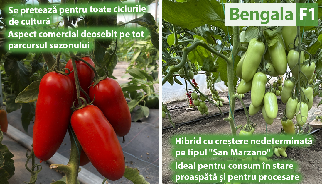 Tomate Bengala F1