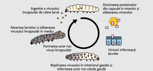 Modul de actiune al baculovirusului. Replicarea virusului in interiorul daunatorului