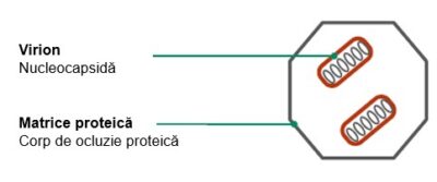 Forma unui nuleopolihedrovirus. Viron incapsulat