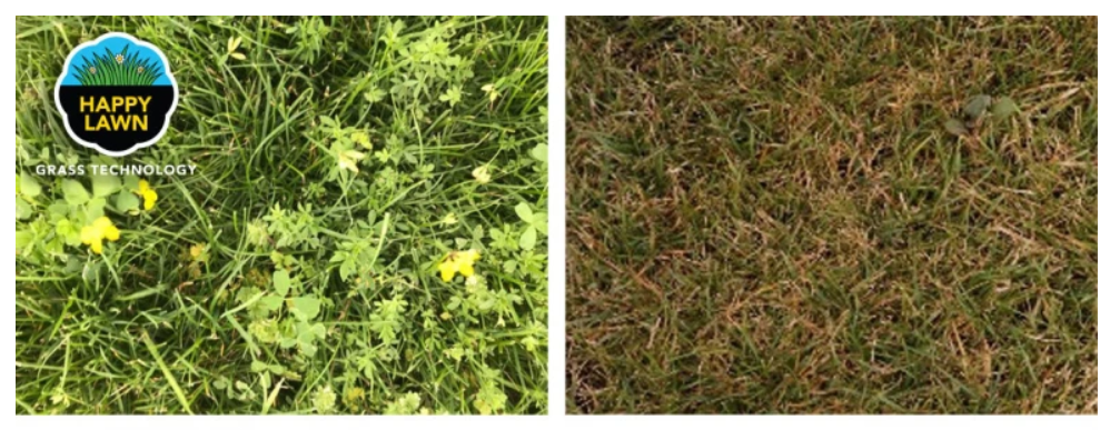 Diference Happy lawn -- others varieties