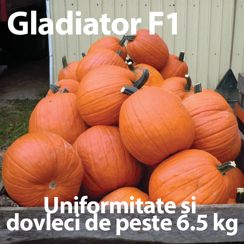 Seminte de dovleac Gladiator F1 pentru Halloween