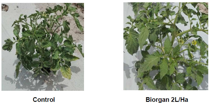 Aplicarea Biorgan impotriva Fuzariozei la tomate