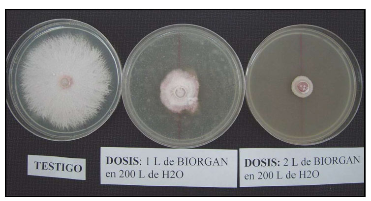 Aplicarea Biorgan/Puresoil in vitro, la fusarium