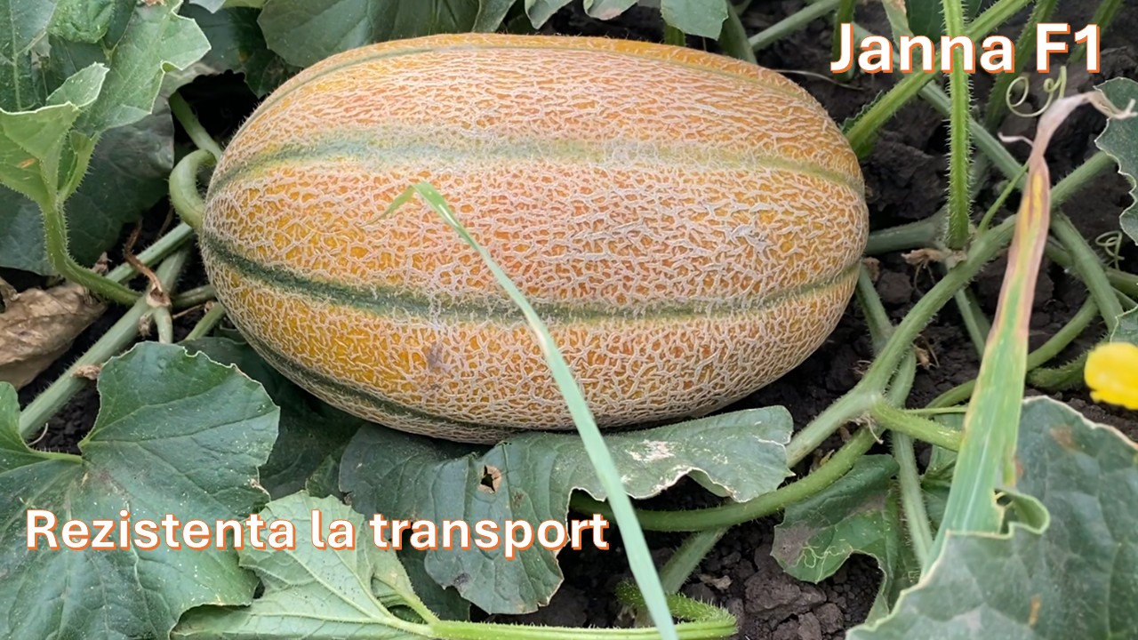 Janna F1