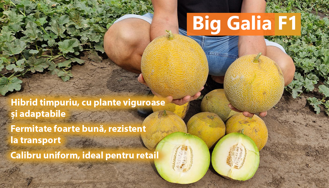 Pepene galben Big Galia F1