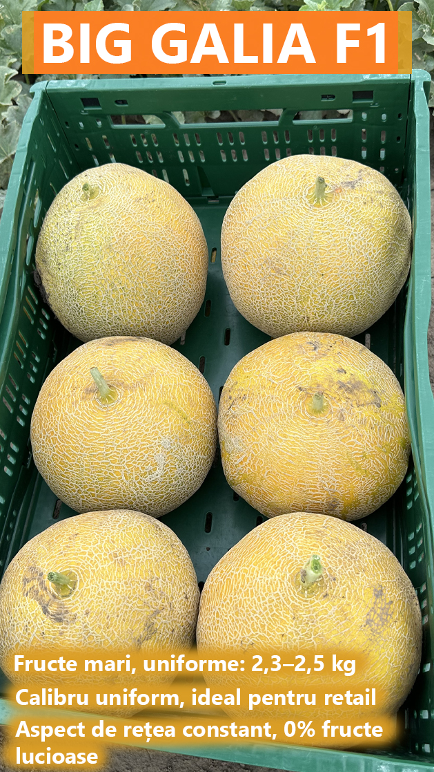 Pepene galben Big Galia F1